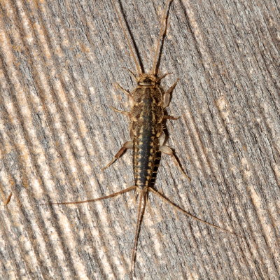 Ctenolepisma lineata