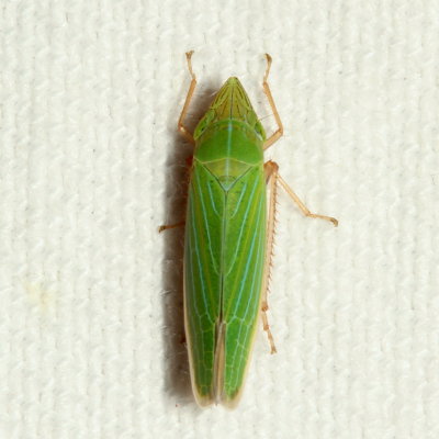 Draeculacephala mollipes or robinsoni