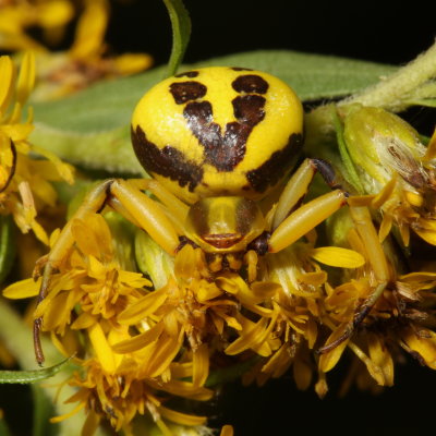 Misumenoides formosipes