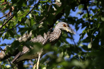 Black-crowned Night-heron / Juvenile 