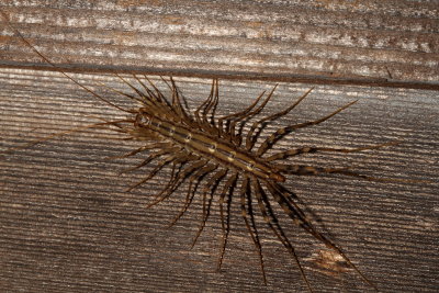 Scutigera coleoptrata * House Centipede