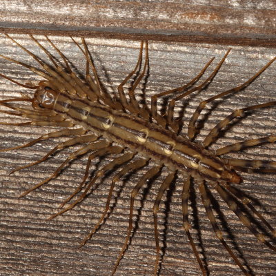 Scutigeromorpha * House Centipedes