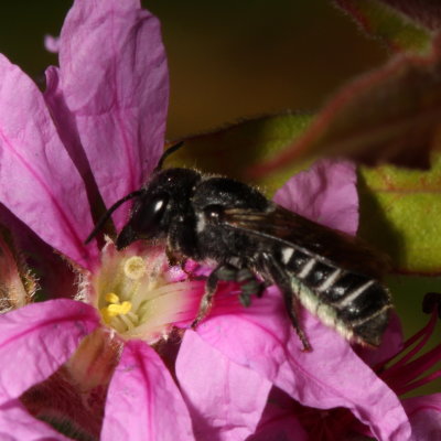 Megachile campanulae * Bellflower Resin Bee