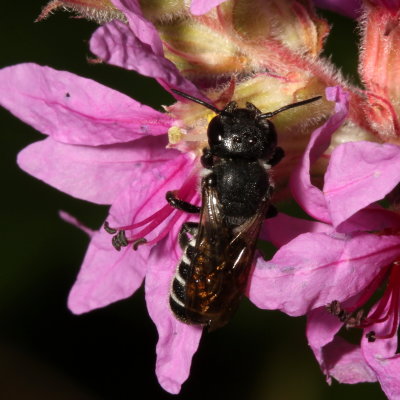 Megachile campanulae * Bellflower Resin Bee