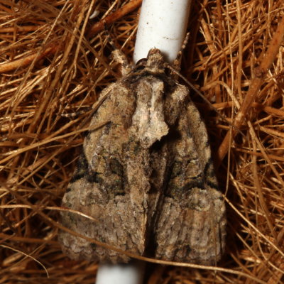 Hodges#9404 * Black-banded Brocade * Oligia modica