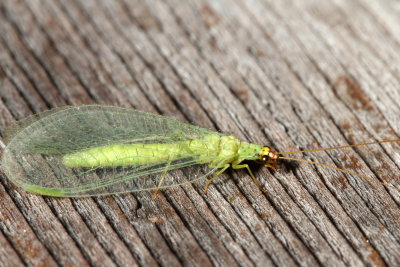 Chrysopa oculata
