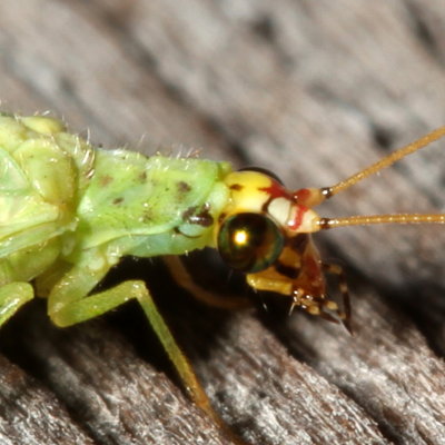 Chrysopa oculata