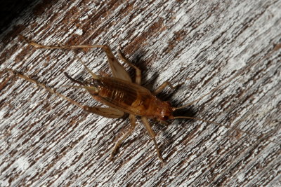  Anaxipha exigua ♀