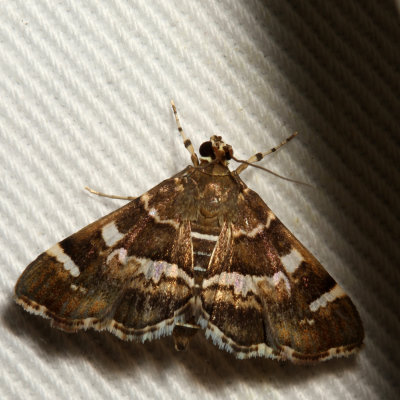 Hodges#5169 * Spotted Beet Webworm Moth * Hymenia perspectalis