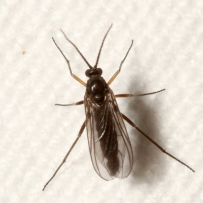 Sciaridae : Dark-winged Fungus Gnats