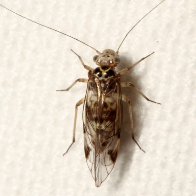 Metylophorus novaescotiae ♀