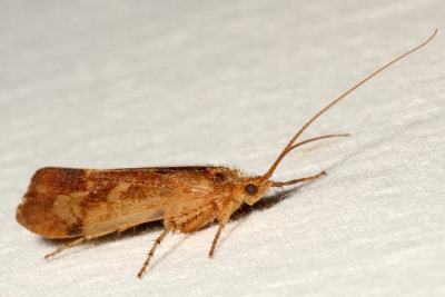Genus Limnephilus
