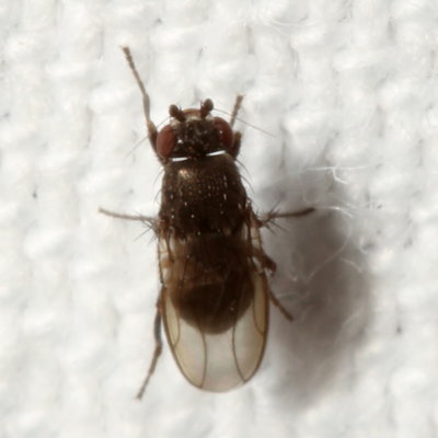 Sphaeroceridae : Lesser Dung Flies