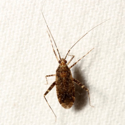 Genus Phytocoris