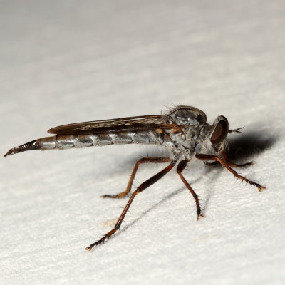 Subfamily Asilinae