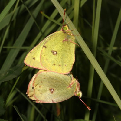 Clouded Sulphurs