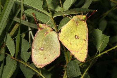 Clouded Sulphurs
