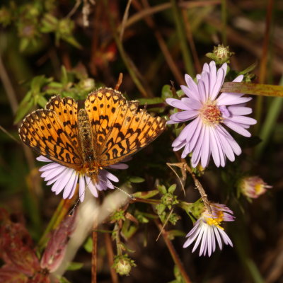 Silver-bordered Fritillary