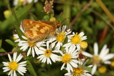 Peck's Skipper