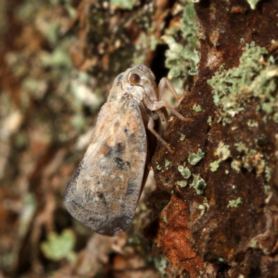 Citrus Flatid Planthopper