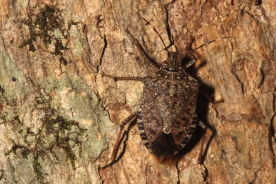 Halyomorpha halys