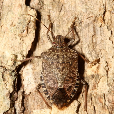 Halyomorpha halys
