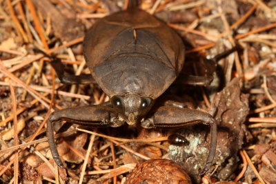 Lethocerus americanus