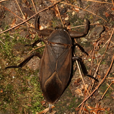 Belostomatidae : Giant Water Bugs