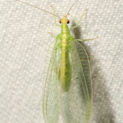 Kymachrysa intacta