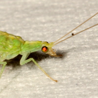 Kymachrysa intacta