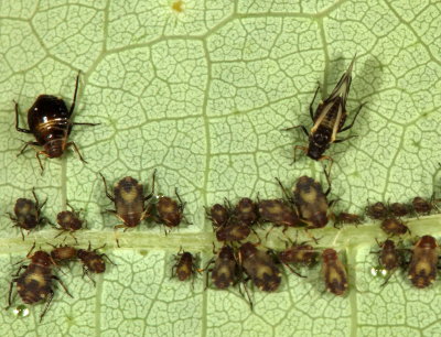 Subfamily Chaitophorinae