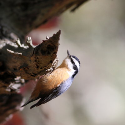 Red-breasted Nuthatch