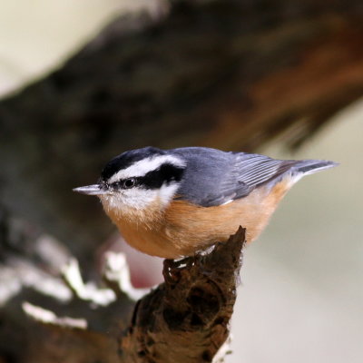 Red-breasted Nuthatch