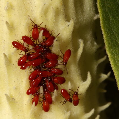 Large Milkweed Bug - 1st instar nymphs