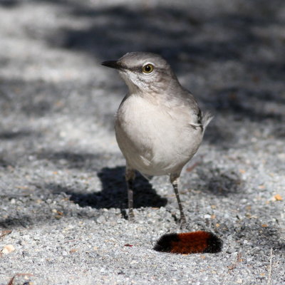 Northern Mockingbird