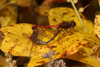 Autumn Meadowhawks