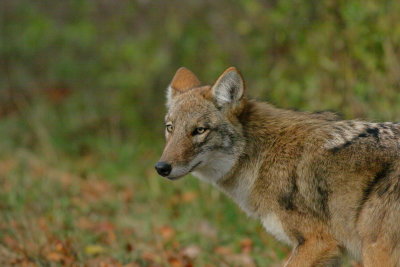 Coyote