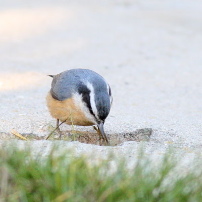 Red-breasted Nuthatch