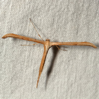 Hodges#6234 * Morning-glory Plume Moth * Emmelina monodactyla