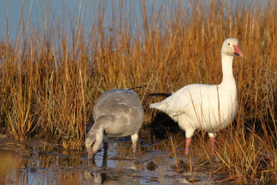 Snow Goose