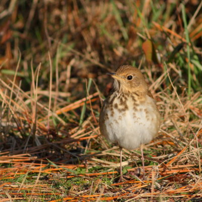 Hermit Thrush