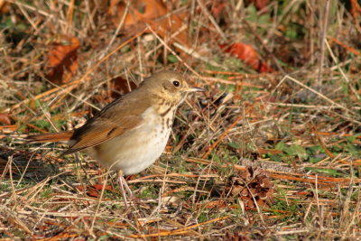 Hermit Thrush