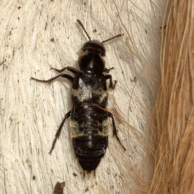 Creophilus maxillosus * Hairy Rove Beetle