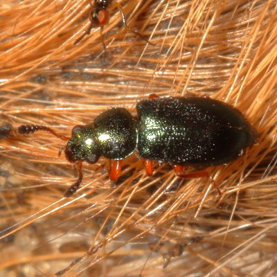 Necrobia rufipes * Red-legged Ham Beetle