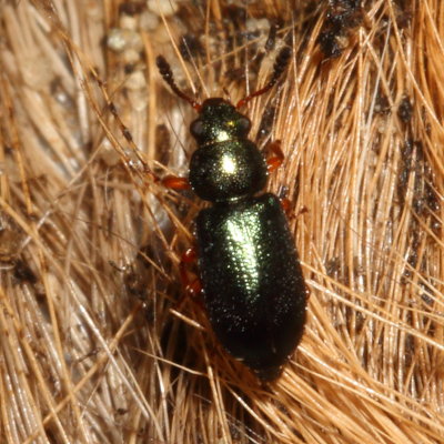 Necrobia rufipes * Red-legged Ham Beetle