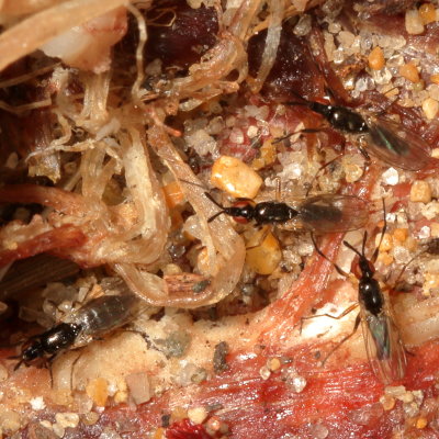 Piophilidae : Cheese Skippers
