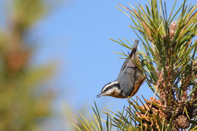 Red-breasted Nuthatch