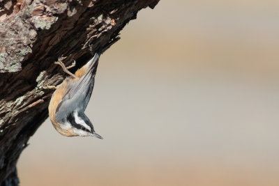 Red-breasted Nuthatch