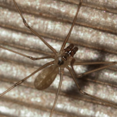 Pholcidae : Cellar Spiders