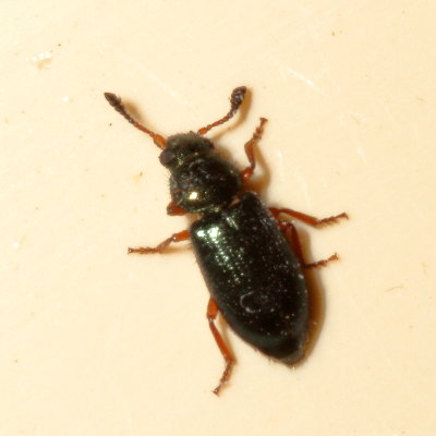 Necrobia rufipes * Red-legged Ham Beetle